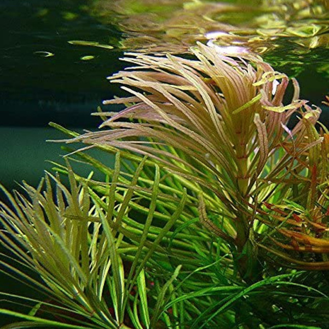 Eusteralis stellata InVitro LABORATORIUM 313